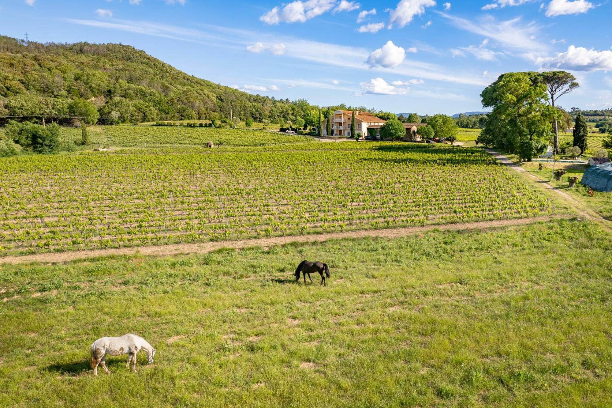 Gite Vert D'Olive Au Milieu Des Vignes - Chateau Les Apies Les Arcs-sur-Argens Eksteriør billede